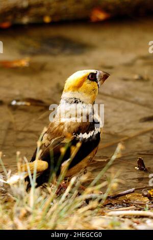 Der große Bill ist eine Art von Singvögeln aus der Familie Fringillidae. Stockfoto