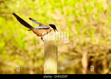 Der iberische Langschwanz, auch Rabuo und Mohno genannt, ist eine Art von Singvögeln der Corvidae-Familie. Stockfoto