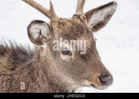 Altai wapiti (Maral) im verschneiten Winterwald im Naturschutzgebiet. Nahaufnahme. Stockfoto