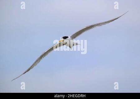 Haubenschwalbe Im Flug Stockfoto