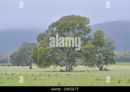 River Red Gums Stockfoto