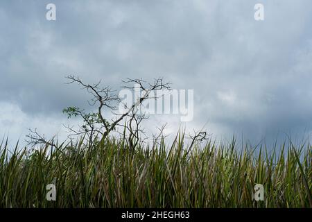 Ein einziger Baum im Feld von Bur Rush oder Mensiang. Selektive Fokuspunkte Stockfoto