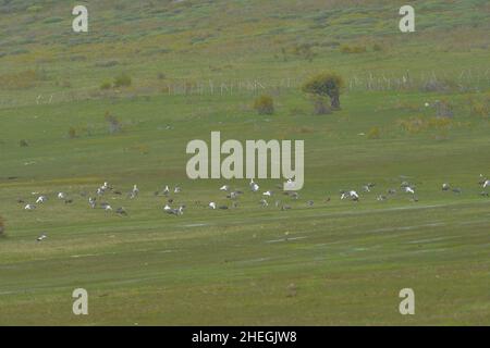 Die gemeine Gänse oder Magellangans ist eine Art anseriformem Vogel der Familie Anatidae. Stockfoto