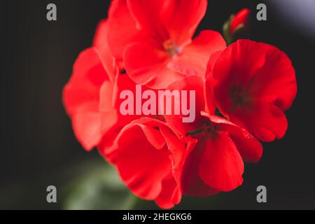 Rote Blüte des Pelargoniums, Nahaufnahme Stockfoto