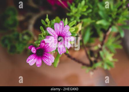 Dimorphotheca ecklonis oder Osteospermum blüht nach Regen Stockfoto