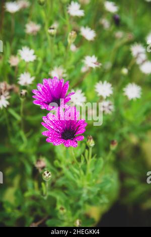 Dimorphotheca ecklonis oder Osteospermum blüht nach Regen Stockfoto