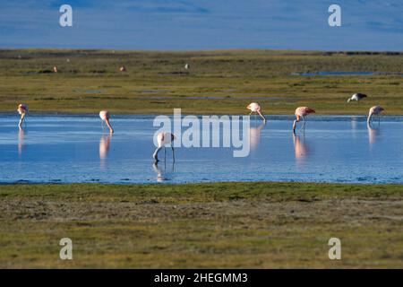 Der chilenische Flamingo oder Südflamingo ist eine Vogelart aus der Familie der Phoenicopteridae. Stockfoto