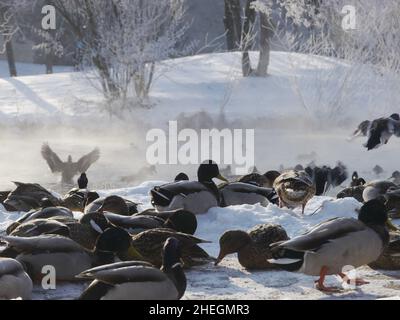 Wilde Enten fliegen im Winter Stockfoto