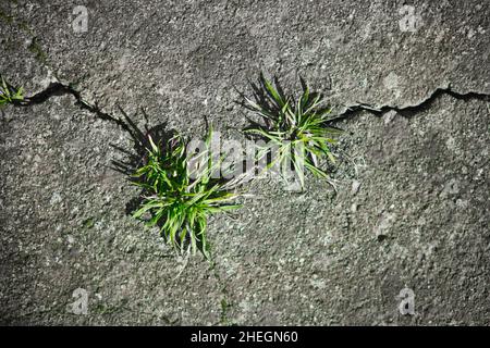 Gras, das aus dem zerrissenen Beton wuchs, sprieß durch den Asphalt Stockfoto