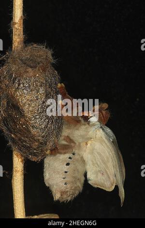 Emperor gum motte (Opodiphthera eucalypti) aus Kokon Stockfoto