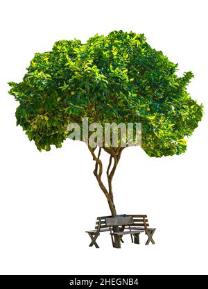 Isolierter Baum und Holzstrand unter dem Baum auf weißem Hintergrund. Stockfoto