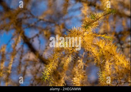 Gelbe Lärche verzweigt sich im Herbst. Nahaufnahme des Lärchenbaums mit gelben Nadeln Stockfoto