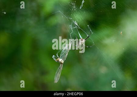 LIVE-JAGD Stockfoto