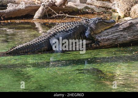 Großer amerikanischer Alligator (Alligator mississippiensis), der beim Blue Spring Run im Blue Spring State Park in Volusia County, Florida, auf einem Baumstamm sonnenbaden muss. Stockfoto
