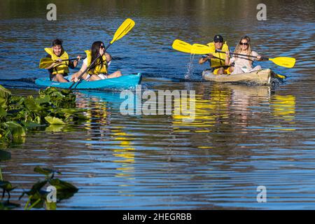 Paare paddeln Kajaks auf dem Wekiwa River im Wekiwa Springs State Park in Apopka, Florida, in der Nähe von Orlando. (USA) Stockfoto