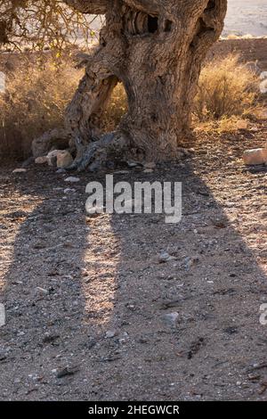 Grizzled Stamm eines alten Atlantischen Pistacio Pistacia atlantica Baum mit einem großen Loch in ihm in Wadi Lotz in der Negev mit einem Schatten des Baumstamms Stockfoto