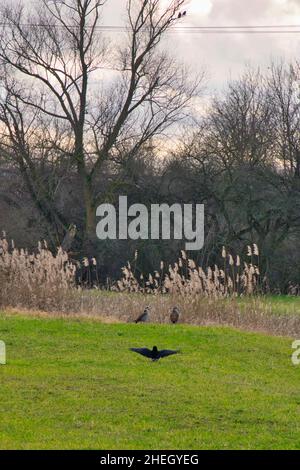 Zwei ägyptische Gänse werden durch eine sich nähernde Krähe gestört. Im Winter ist die Szene auf einem Feld vor Schilfgras zu sehen Stockfoto