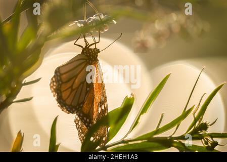 Monarch Schmetterling von der untergehenden Sonne beleuchtet, Fütterung von Milchblüten. Streulicht von hellen Kreisen im Hintergrund. Stockfoto