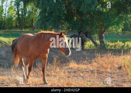 Wilde Pferde grasen auf der Wiese. Pferde grasen bei Sonnenuntergang. Stockfoto