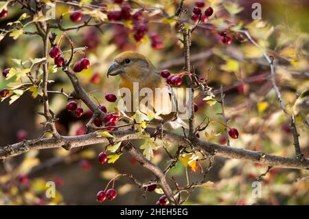 Der Kreuzschnabel ist eine Art kleiner Singvögel aus der Familie der Finken. Stockfoto