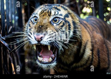 West-Sumatra, Indonesien. 11th Januar 2022. Ein 3 Jahre alter weiblicher wilder Sumatra-Tiger wird in einem Käfig gesehen, nachdem er von der West Sumatra Natural Resources Conservation Agency (BKSDA) von einer Ölpalmenplantage zur Beobachtung im Dorf Mauna Hilia im Bezirk Agam, West Sumatra, Indonesien, am 11. Januar 2022 gerettet und evakuiert wurde. Quelle: Andri Mardiansyah/Xinhua/Alamy Live News Stockfoto