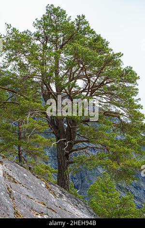 VALLDAL, NORWEGEN - 2020. JUNI 06. Kiefer (Pinus silvestris) auf grüner Wiese. Stockfoto