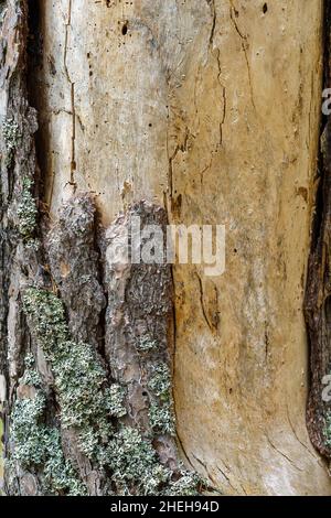 VALLDAL, NORWEGEN - 2020. JUNI 06. Nahaufnahme des Baumstamms von Kiefern. Stockfoto