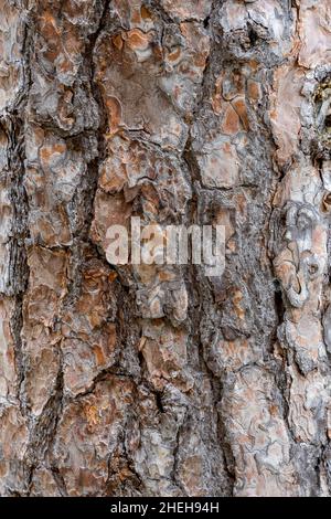 VALLDAL, NORWEGEN - 2020. JUNI 06. Nahaufnahme des Baumstamms von Kiefern. Stockfoto