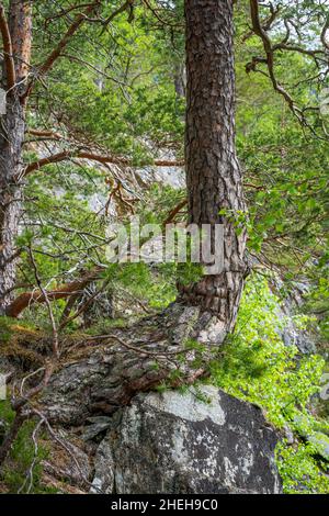 VALLDAL, NORWEGEN - 2020. JUNI 06. Großer, gerader Baum im Wald. Stockfoto