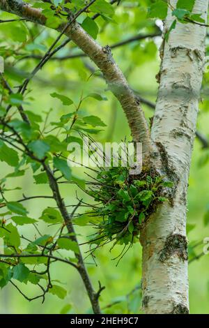 VALLDAL, NORWEGEN - 2020. JUNI 06. Birkenholz im Wald. Stockfoto