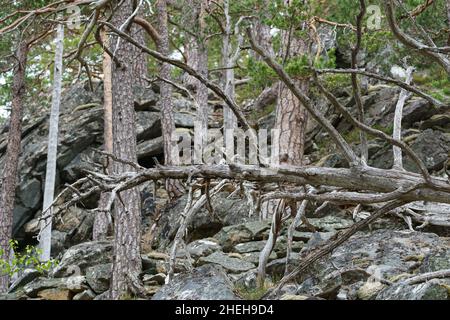 VALLDAL, NORWEGEN - 2020. JUNI 06. Toter grauer Baum auf dem Boden im Wald. Stockfoto