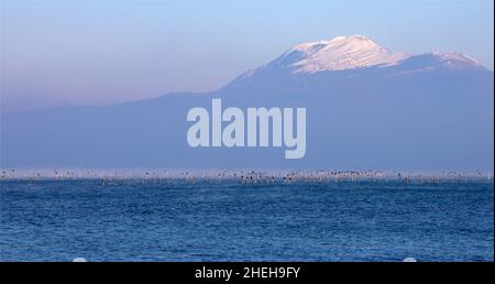 Kormorane ruhen im Gardasee, Winter Stockfoto
