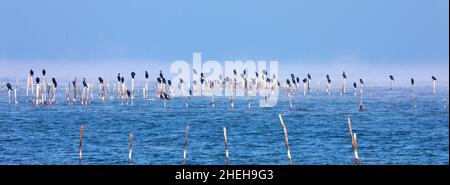 Kormorane auf Stöcken am Gardasee, Italien Stockfoto