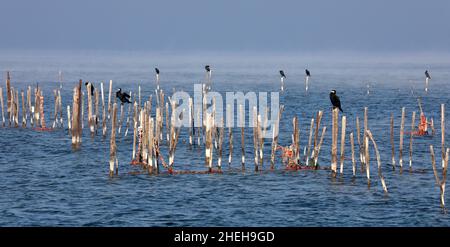 Kormorane und Stöcke am Gardasee, Italien Stockfoto