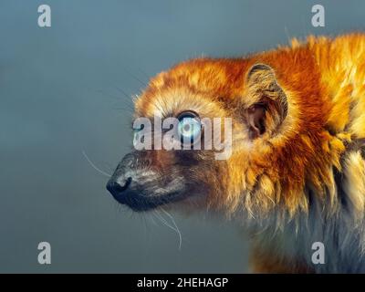 Weibliche Blue-eyed Black lemur Eulemur flavifrons weiblichen auch als lemur der Sclater bekannt Stockfoto