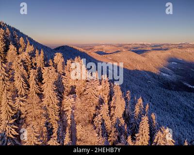 Herrlicher Abend im Winter Berge mit Fichten bedeckt von Neuschnee und Panoramablick Stockfoto