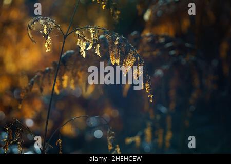 Landschaft aus gelben und orangen Farnen, die den Herbst in Frankreich ankündigen. Natur Hintergrund, Konzept Hintergrund Stockfoto