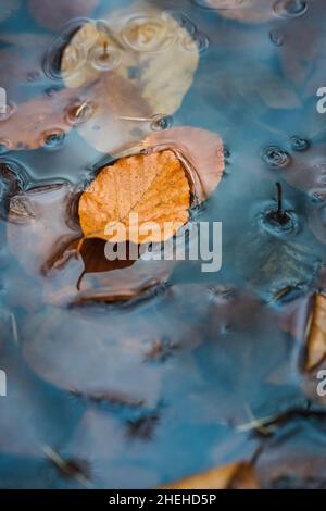 Herbstblatt im Wasser. Geheimnisvolles dunkles Stillleben, Herbstsaison. Regen und Pfütze mit Buchenblatt. Regnerisches Tageswetter. Herbsthintergrund. Draufsicht, Kopie sp Stockfoto