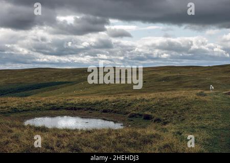 Ein Tau-Teich und Schafe weiden auf Aberedw Hill, in der Nähe von Builth Wells, Powys, Wales Stockfoto