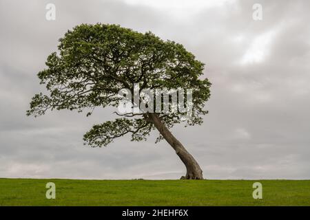 Wind geblasen und gelehnt Baum auf dem Feld in der Nähe von Llanystumdwy near5 Criccieth North Wales Stockfoto