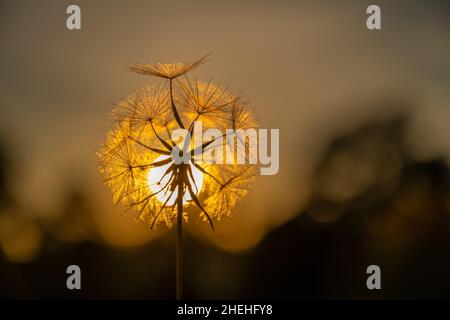 Samenkopf bei Sonnenuntergang Stockfoto