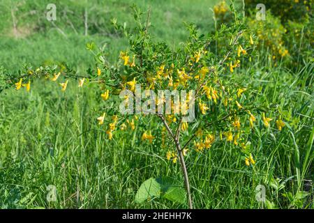 Blühender Busch von sibirischer gelber Akazie, Caragana arborescens Stockfoto