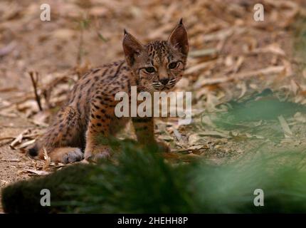 SALLY IST EINES VON ZWEI WEIBLICHEN IBERISCHEN LUCHS-KÄTZCHEN IM ZOO VON JEREZ, SPANIEN. DIE KÄTZCHEN SOLLEN DIE GRUNDLAGE EINES ZUCHTPROGRAMMS BILDEN, UM DEN WILDBESTAND VON SCHÄTZUNGSWEISE 150 TIEREN WIEDER ZU BESIEDELN, UM EIN AUSSTERBEN ZU VERHINDERN. DER IBERISCHE LUCHS IST EUROPAS GRÖSSTE CAT-ART UND SEIN AUSSTERBEN WÄRE DAS ERSTE KATZENAUSSTERBEN DER WELT SEIT PRÄHISTORISCHEN ZEITEN. BILDER: GARY ROBERTS Stockfoto