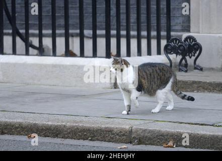 Larry the Cat - seit 2011 Chief Mouser im Kabinett - in der Downing Street, Januar 2022, links oben Stockfoto