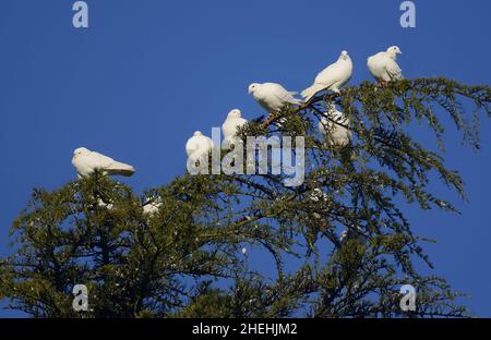 Lassen Sie Tauben / Weiße Tauben (einheimische Felstaube - Columba livia domestica) in einer Baumspitze frei, Januar, Kent, Großbritannien Stockfoto