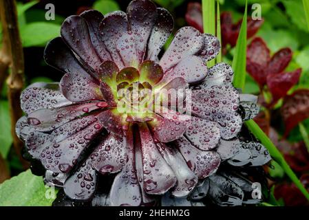 Regentropfen auf Purple/Black Rosette Aeonium 'Zwartkop' (Tree Houmseleek) Pflanze in den Grenzen von RHS Garden Harlow Carr, Harrogate, Yorkshire, England. Stockfoto