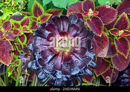 Regentropfen auf Purple/Black Rosette Aeonium 'Zwartkop' (Tree Houmseleek) Pflanze in den Grenzen von RHS Garden Harlow Carr, Harrogate, Yorkshire, England. Stockfoto