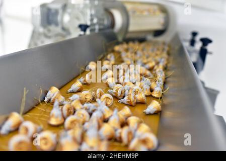 Herstellung von Pralinen in einer Fabrik für die Lebensmittelindustrie Stockfoto