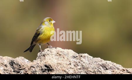 Atlantischer Kanarienvögel auf einem Felsen Stockfoto