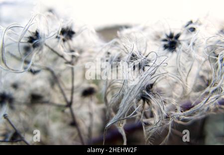 Nahaufnahme der flauschigen Früchte von Old-man's-Beard (Clematis vitalba), auch bekannt als Traveller's Joy, die auf einer Hecke wild wachsen. Stockfoto